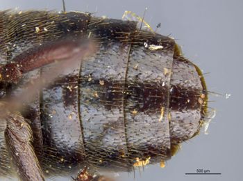 Media type: image;   Entomology 305335 Aspect: abdomen dorsal view